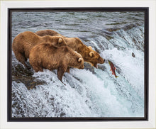 Load image into Gallery viewer, Grizzly Bears Fishing for Salmon at Katmai National Park Brooks Falls, Alaska
