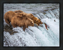 Load image into Gallery viewer, Grizzly Bears Fishing for Salmon at Katmai National Park Brooks Falls, Alaska
