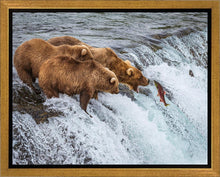 Load image into Gallery viewer, Grizzly Bears Fishing for Salmon at Katmai National Park Brooks Falls, Alaska
