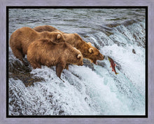 Load image into Gallery viewer, Grizzly Bears Fishing for Salmon at Katmai National Park Brooks Falls, Alaska
