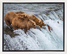 Load image into Gallery viewer, Grizzly Bears Fishing for Salmon at Katmai National Park Brooks Falls, Alaska
