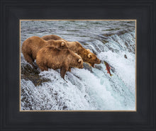 Load image into Gallery viewer, Grizzly Bears Fishing for Salmon at Katmai National Park Brooks Falls, Alaska
