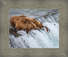Load image into Gallery viewer, Grizzly Bears Fishing for Salmon at Katmai National Park Brooks Falls, Alaska

