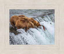 Load image into Gallery viewer, Grizzly Bears Fishing for Salmon at Katmai National Park Brooks Falls, Alaska
