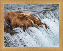 Load image into Gallery viewer, Grizzly Bears Fishing for Salmon at Katmai National Park Brooks Falls, Alaska
