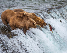 Load image into Gallery viewer, Grizzly Bears Fishing for Salmon at Katmai National Park Brooks Falls, Alaska
