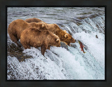 Load image into Gallery viewer, Grizzly Bears Fishing for Salmon at Katmai National Park Brooks Falls, Alaska
