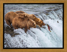 Load image into Gallery viewer, Grizzly Bears Fishing for Salmon at Katmai National Park Brooks Falls, Alaska
