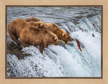 Load image into Gallery viewer, Grizzly Bears Fishing for Salmon at Katmai National Park Brooks Falls, Alaska
