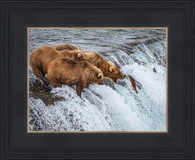 Load image into Gallery viewer, Grizzly Bears Fishing for Salmon at Katmai National Park Brooks Falls, Alaska
