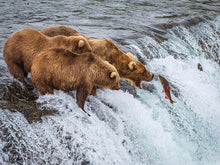 Load image into Gallery viewer, Grizzly Bears Fishing for Salmon at Katmai National Park Brooks Falls, Alaska
