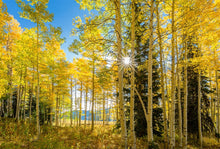 Load image into Gallery viewer, Autumn in the Rocky Mountains, Wasatch National Forest, Utah
