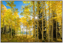 Load image into Gallery viewer, Autumn in the Rocky Mountains, Wasatch National Forest, Utah
