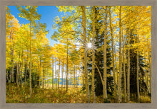 Load image into Gallery viewer, Autumn in the Rocky Mountains, Wasatch National Forest, Utah
