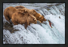 Load image into Gallery viewer, Grizzly Bears Fishing for Salmon at Katmai National Park Brooks Falls, Alaska

