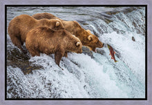 Load image into Gallery viewer, Grizzly Bears Fishing for Salmon at Katmai National Park Brooks Falls, Alaska
