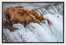 Load image into Gallery viewer, Grizzly Bears Fishing for Salmon at Katmai National Park Brooks Falls, Alaska
