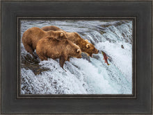 Load image into Gallery viewer, Grizzly Bears Fishing for Salmon at Katmai National Park Brooks Falls, Alaska
