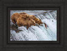 Load image into Gallery viewer, Grizzly Bears Fishing for Salmon at Katmai National Park Brooks Falls, Alaska
