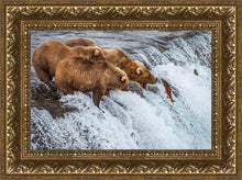 Load image into Gallery viewer, Grizzly Bears Fishing for Salmon at Katmai National Park Brooks Falls, Alaska
