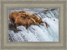 Load image into Gallery viewer, Grizzly Bears Fishing for Salmon at Katmai National Park Brooks Falls, Alaska
