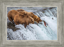 Load image into Gallery viewer, Grizzly Bears Fishing for Salmon at Katmai National Park Brooks Falls, Alaska
