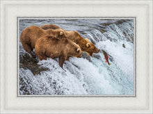 Load image into Gallery viewer, Grizzly Bears Fishing for Salmon at Katmai National Park Brooks Falls, Alaska
