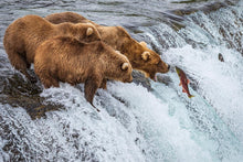 Load image into Gallery viewer, Grizzly Bears Fishing for Salmon at Katmai National Park Brooks Falls, Alaska
