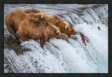 Load image into Gallery viewer, Grizzly Bears Fishing for Salmon at Katmai National Park Brooks Falls, Alaska

