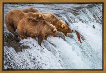 Load image into Gallery viewer, Grizzly Bears Fishing for Salmon at Katmai National Park Brooks Falls, Alaska
