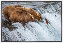 Load image into Gallery viewer, Grizzly Bears Fishing for Salmon at Katmai National Park Brooks Falls, Alaska
