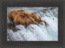 Load image into Gallery viewer, Grizzly Bears Fishing for Salmon at Katmai National Park Brooks Falls, Alaska
