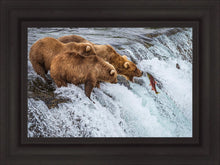 Load image into Gallery viewer, Grizzly Bears Fishing for Salmon at Katmai National Park Brooks Falls, Alaska
