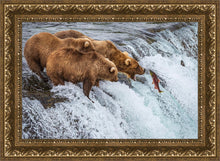 Load image into Gallery viewer, Grizzly Bears Fishing for Salmon at Katmai National Park Brooks Falls, Alaska
