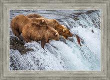 Load image into Gallery viewer, Grizzly Bears Fishing for Salmon at Katmai National Park Brooks Falls, Alaska

