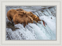 Load image into Gallery viewer, Grizzly Bears Fishing for Salmon at Katmai National Park Brooks Falls, Alaska
