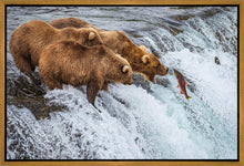 Load image into Gallery viewer, Grizzly Bears Fishing for Salmon at Katmai National Park Brooks Falls, Alaska
