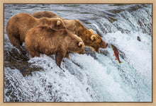 Load image into Gallery viewer, Grizzly Bears Fishing for Salmon at Katmai National Park Brooks Falls, Alaska
