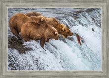 Load image into Gallery viewer, Grizzly Bears Fishing for Salmon at Katmai National Park Brooks Falls, Alaska
