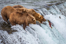 Load image into Gallery viewer, Grizzly Bears Fishing for Salmon at Katmai National Park Brooks Falls, Alaska
