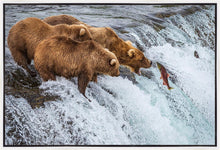 Load image into Gallery viewer, Grizzly Bears Fishing for Salmon at Katmai National Park Brooks Falls, Alaska

