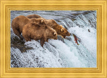 Load image into Gallery viewer, Grizzly Bears Fishing for Salmon at Katmai National Park Brooks Falls, Alaska
