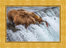 Load image into Gallery viewer, Grizzly Bears Fishing for Salmon at Katmai National Park Brooks Falls, Alaska
