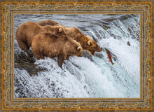 Load image into Gallery viewer, Grizzly Bears Fishing for Salmon at Katmai National Park Brooks Falls, Alaska
