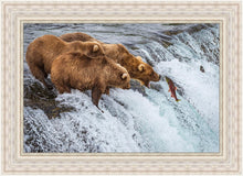 Load image into Gallery viewer, Grizzly Bears Fishing for Salmon at Katmai National Park Brooks Falls, Alaska
