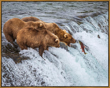 Load image into Gallery viewer, Grizzly Bears Fishing for Salmon at Katmai National Park Brooks Falls, Alaska
