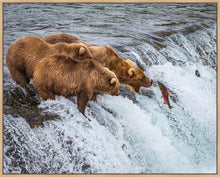 Load image into Gallery viewer, Grizzly Bears Fishing for Salmon at Katmai National Park Brooks Falls, Alaska
