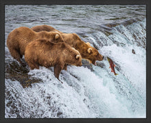 Load image into Gallery viewer, Grizzly Bears Fishing for Salmon at Katmai National Park Brooks Falls, Alaska
