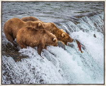 Load image into Gallery viewer, Grizzly Bears Fishing for Salmon at Katmai National Park Brooks Falls, Alaska
