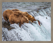 Load image into Gallery viewer, Grizzly Bears Fishing for Salmon at Katmai National Park Brooks Falls, Alaska
